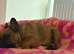 1 year old frenchie girl