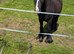 Hit the road Jack reg gypsy cob