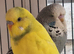 Budgies for sale.