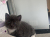 Grey Domestic short haired male kitten