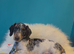 Registered miniature dachshund