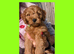 READY NOW 4 x Red Cockapoo Girls For Sale