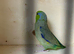 Male parrotlet