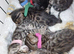 Pure pedigree bengal kittens