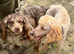 Beautiful cockapoo puppies for sale
