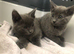 Gorgeous litter of Russian blue kittens ready now for loving homes