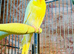 Young budgies