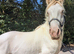Cremello hermits bred colt