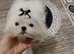 Miniature Korean maltese stud