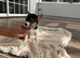 Jack Russell short leg girl puppy