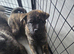 Shadow for sale