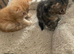 Fluffy and sweet kittens