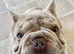 Big Rope Frenchie