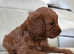 Fox red f1 cavapoo puppies