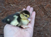 Muscovies duckling and layers