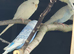 Budgies