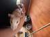2 young female rats