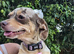 Miniture Chiweenie Dapple