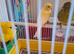 Canaries females and male's