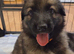 German Shepherd Puppies for sale.