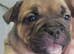 Frenchyx American bully