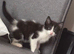 male kitten born in 1 January 2026 Tuxedo