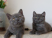 Stunning British shorthair female
