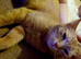 Loving home needed ginger female
