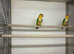 2026 Breeding pairs Yellow Thighed Caiques &pound;995pr with DNA's