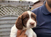 English Springer Spaniel