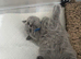 CHAMPION LINE PEDIGREE REGISTERED MALE BSH
