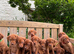 Stunning KC Vizsla Puppies