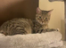 Luna looking for new home