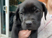 Cane corso frenchie cross puppies for sale