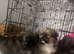 Shih Tzu's cross Pekingese