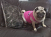 PUG