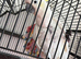 Male cockatoo