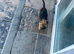 Border terrier