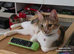 Beautiful female cat