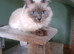 Beautiful  Blue Female Ragdoll 5 years old