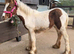 Beautiful skewbald filly