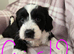 Tibetan Terrier puppies