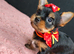 Beautiful Yorkies