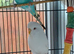 2 budgies