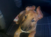 Last male Bull Terrier