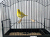 2026 fife canary cock bird