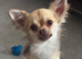 Stunning Pedigree Chihuahua Male Puppy