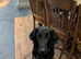 Flat coated retriever puppies