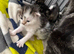 Beautiful kittens
