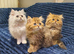 Beautiful Pedigree Chinchilla Persian Kittens.